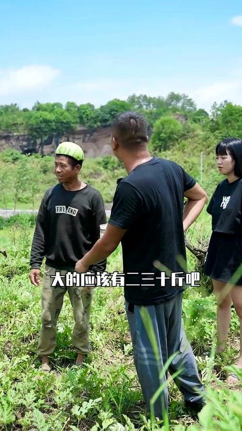 梦见在田里摘瓜吃瓜