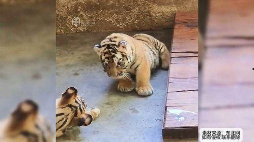 吃瓜的老虎作品  第1张