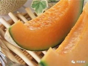 哈密瓜节哪里有瓜吃,瓜香四溢,尽享甜蜜盛宴 第2张 哈密瓜节哪里有瓜吃,瓜香四溢,尽享甜蜜盛宴 第2张