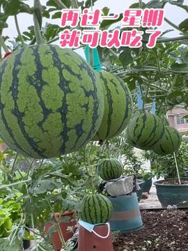 楼顶吃瓜,揭秘高空视角下的社区生活百态 第1张 楼顶吃瓜,揭秘高空视角下的社区生活百态 第1张