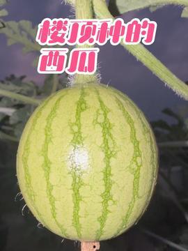 楼顶吃瓜,揭秘高空视角下的社区生活百态 第2张 楼顶吃瓜,揭秘高空视角下的社区生活百态 第2张