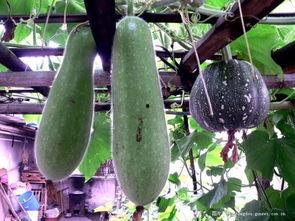 楼顶吃瓜,揭秘高空视角下的社区生活百态 第3张 楼顶吃瓜,揭秘高空视角下的社区生活百态 第3张