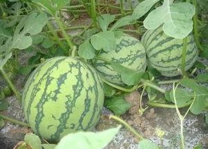 哈米瓜怎么吃  第3张