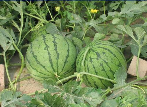 南阳红星吃瓜事件,一场网络热议背后的真相揭秘  第1张