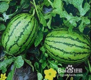 吃瓜群众福建的,吃瓜群众的美食之旅  第3张