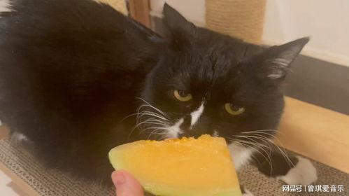 无毛猫吃哈密瓜视频,萌宠美食瞬间 第2张 无毛猫吃哈密瓜视频,萌宠美食瞬间 第2张