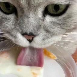 无毛猫吃哈密瓜视频,萌宠美食瞬间 第3张 无毛猫吃哈密瓜视频,萌宠美食瞬间 第3张