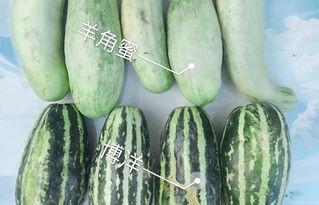 温县网红吃瓜,瓜香四溢引网友热议  第3张