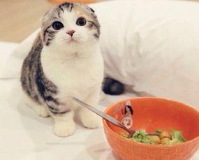 猫吃角瓜吗,揭秘猫对角瓜的喜爱之谜