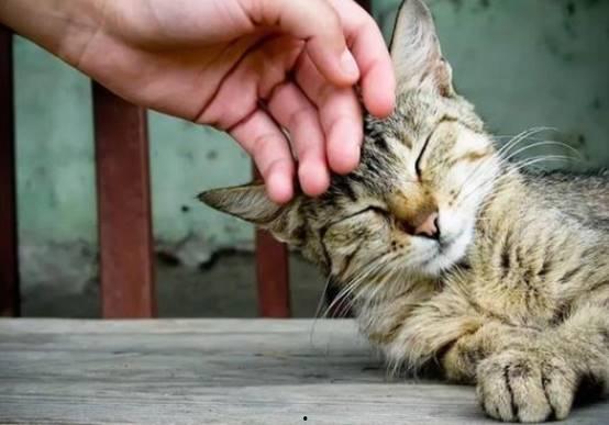 猫吃角瓜吗,揭秘猫对角瓜的喜爱之谜  第2张